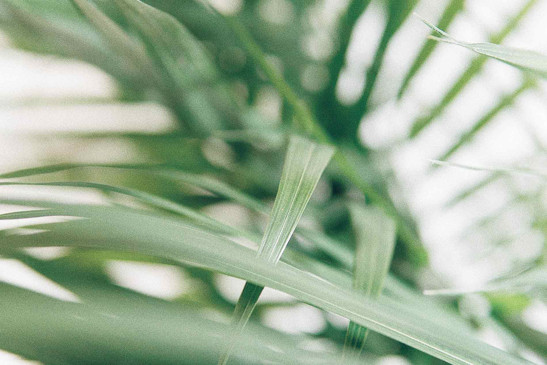 Acercamiento de las hojas de una planta de palma.