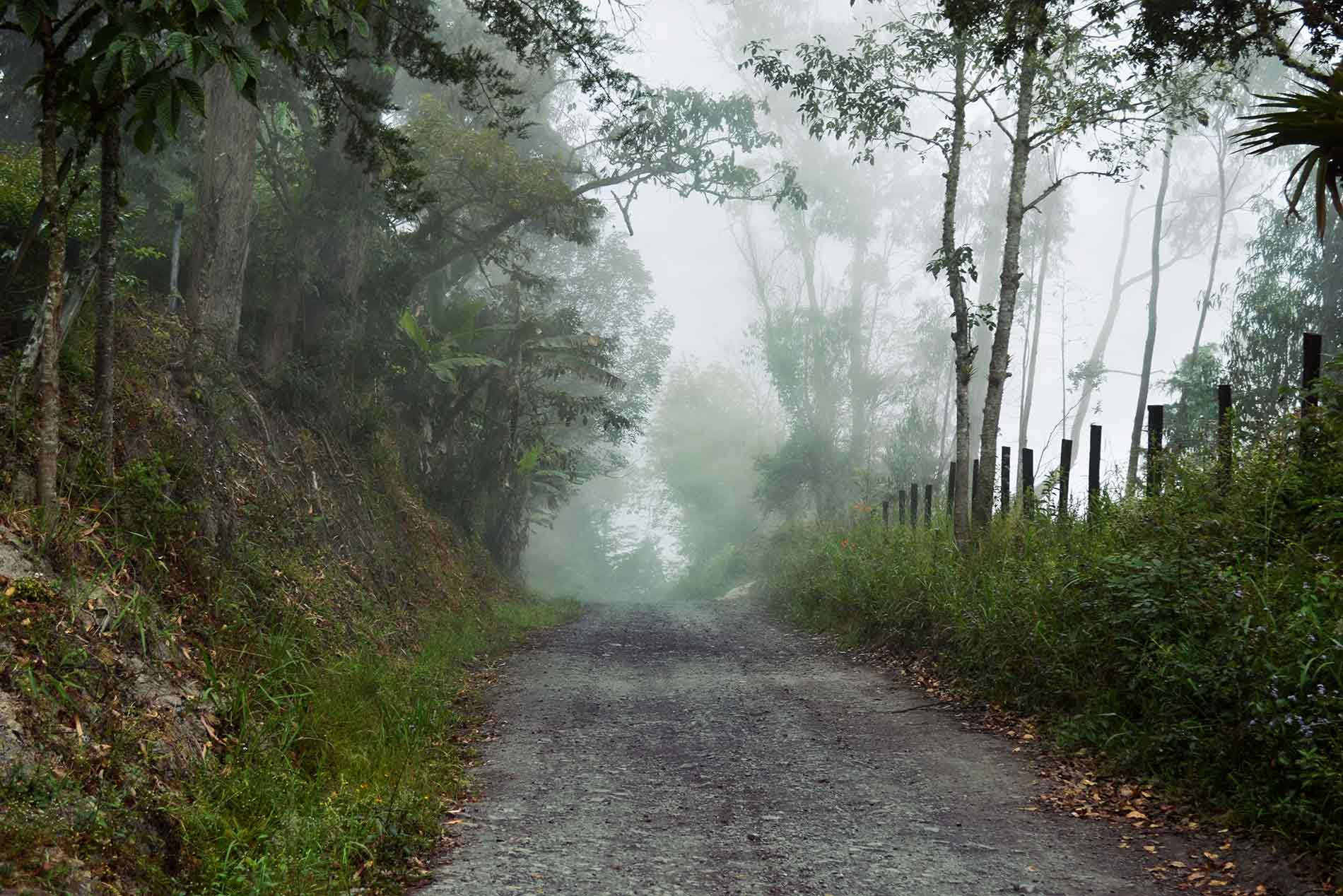 Pequeño camino rural con árboles a los lados y niebla.