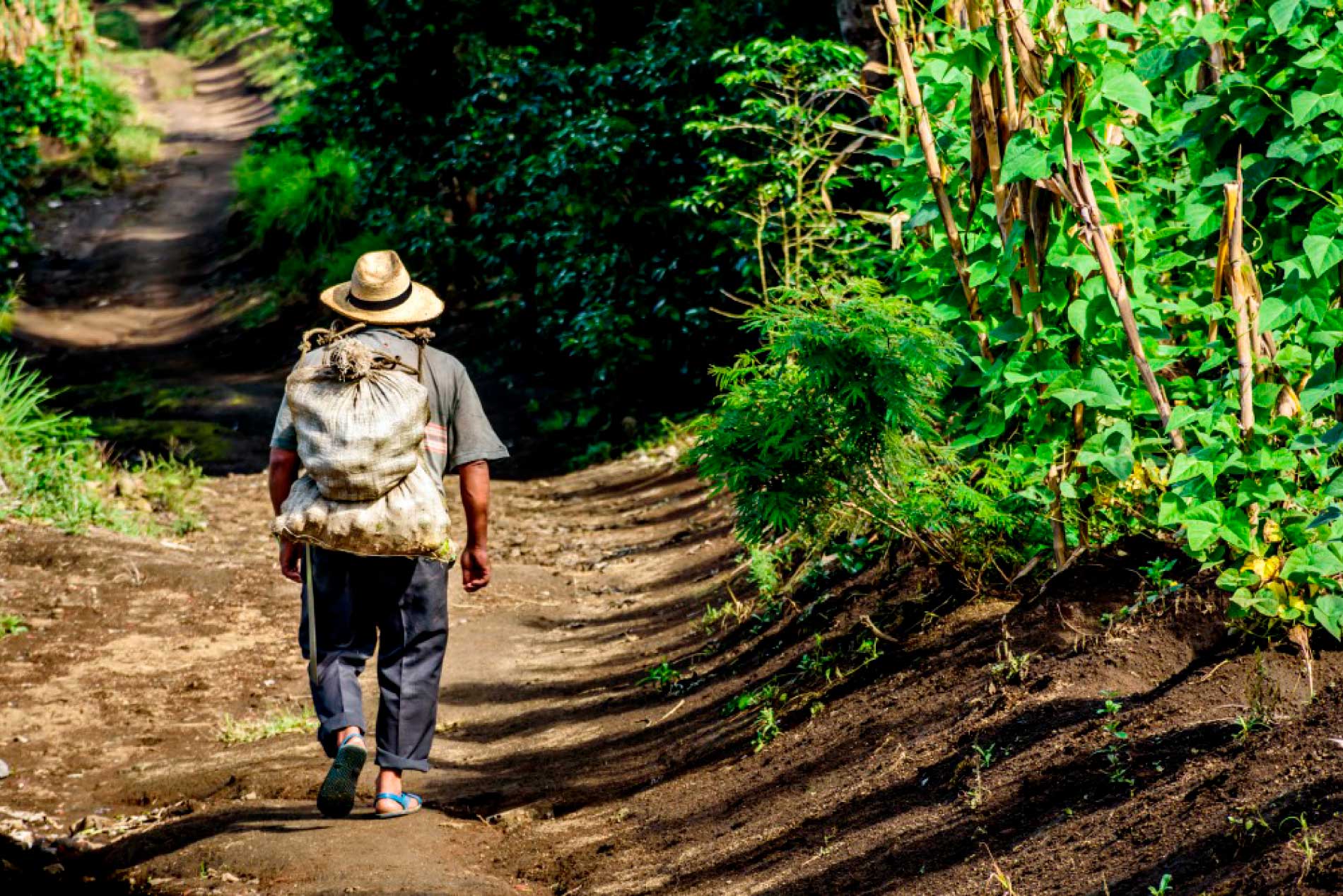 Campesino caminando por un camino rural.