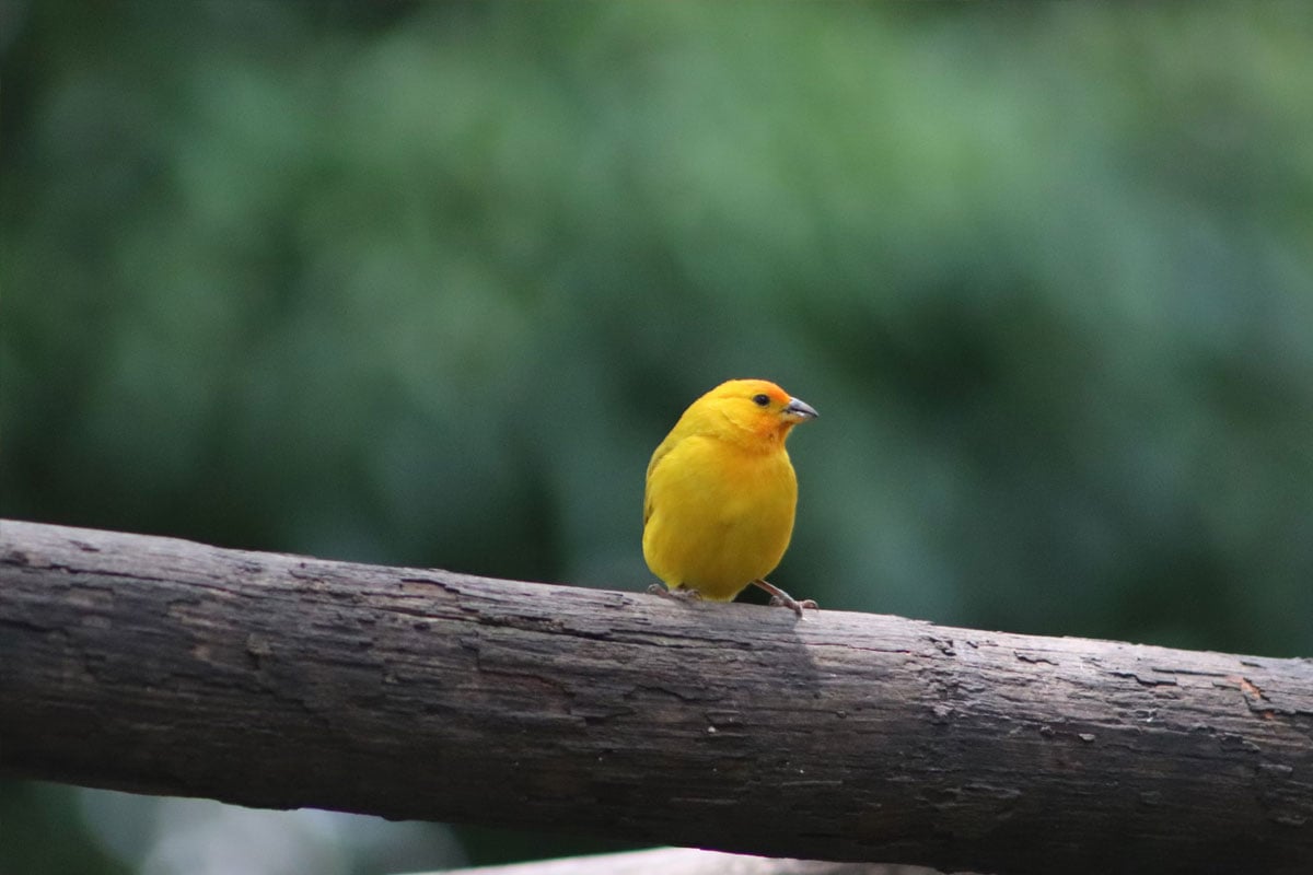Pájaro amarillo posado en un tronco en la región de Copacabana, Antioquia